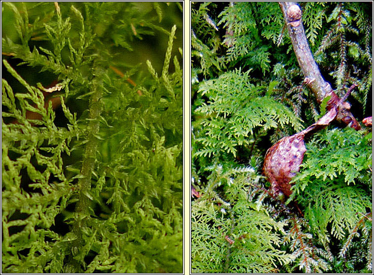 Thuidium tamariscinum, Common Tamarisk-moss