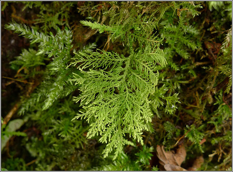 Thuidium tamariscinum, Common Tamarisk-moss