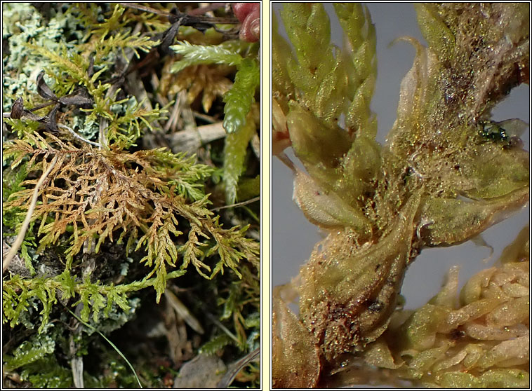 Thuidium tamariscinum, Common Tamarisk-moss