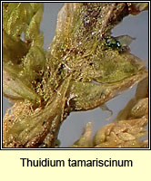 Thuidium tamariscinum, Tamarisk Moss