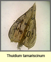 Thuidium tamariscinum, Tamarisk Moss