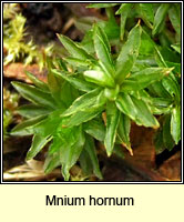 Mnium hornum, Swan's-neck Thyme-moss