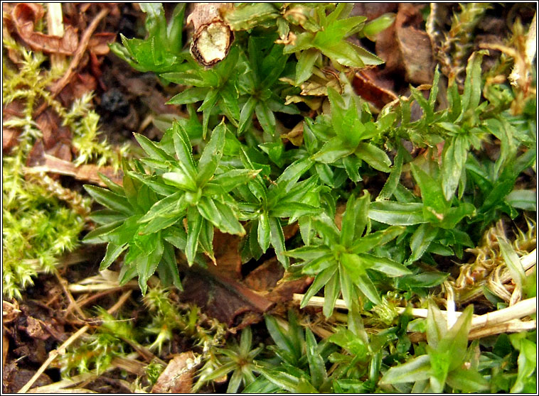 Mnium hornum, Swan's-neck Thyme-moss