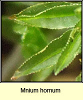 Mnium hornum, Swan's-neck Thyme-moss