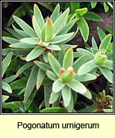 Pogonatum urnigerum, Urn Haircap