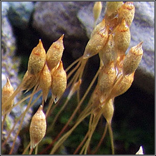 Pogonatum urnigerum, Urn Haircap