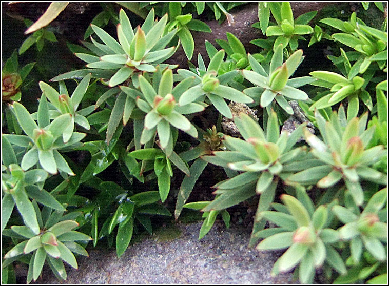 Pogonatum urnigerum, Urn Haircap