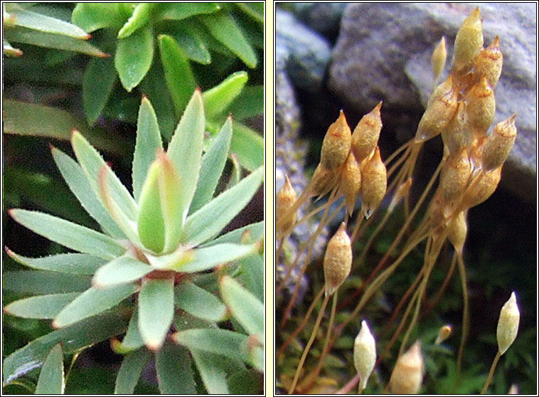 Pogonatum urnigerum, Urn Haircap