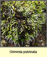 Grimmia pulvinata, Grey-cushioned Grimmia