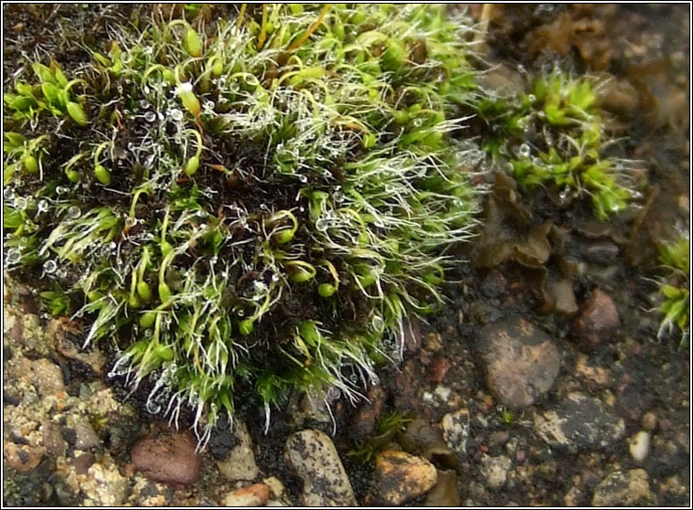 Grimmia pulvinata, Grey-cushioned Grimmia