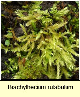 Brachythecium rutabulum, Rough-stalked Feather-moss