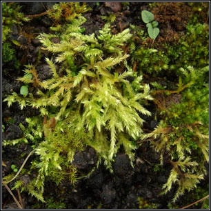 Brachythecium rutabulum, Rough-stalked Feather-moss