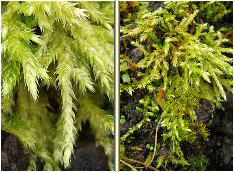 Brachythecium rutabulum, Rough-stalked Feather-moss