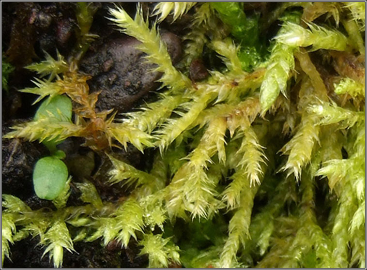 Brachythecium rutabulum, Rough-stalked Feather-moss