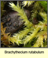 Brachythecium rutabulum, Rough-stalked Feather-moss