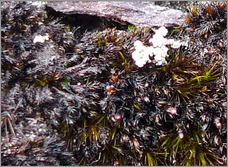 Andreaea rothii, Rock Moss