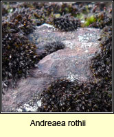 Andreaea rothii, Rock Moss