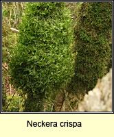 Neckera crispa, Crisped Neckera