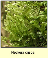 Neckera crispa, Crisped Neckera