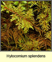 Hylocomium splendens, Glittering Wood-moss