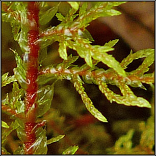 Hylocomium splendens, Glittering Wood-moss