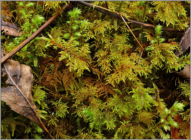 Hylocomium splendens, Glittering Wood-moss