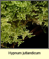 Hypnum jutlandicum, Heath Plait-moss