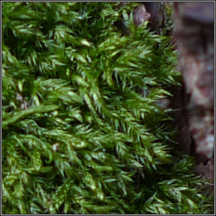 Hypnum cupressiforme, Cypress-leaved Plait-moss