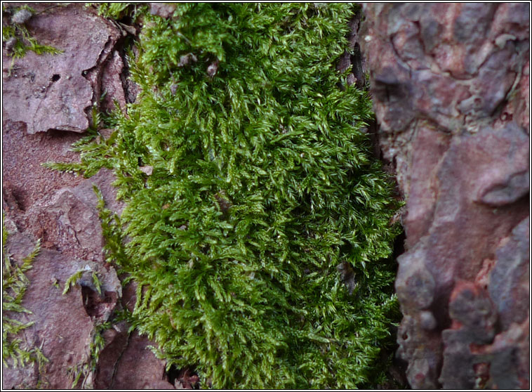 Hypnum cupressiforme, Cypress-leaved Plait-moss