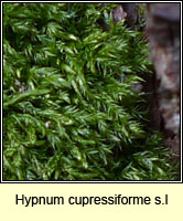 Hypnum cupressiforme, Cypress-leaved Plait-moss