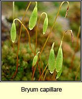 Bryum capillare, Capillary Thread-moss