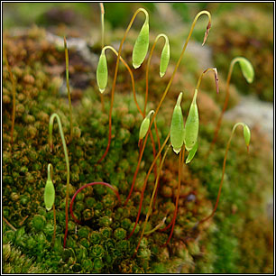 Bryum capillare, Capillary Thread-moss