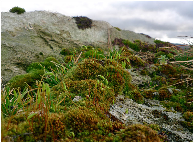 Bryum capillare, Capillary Thread-moss