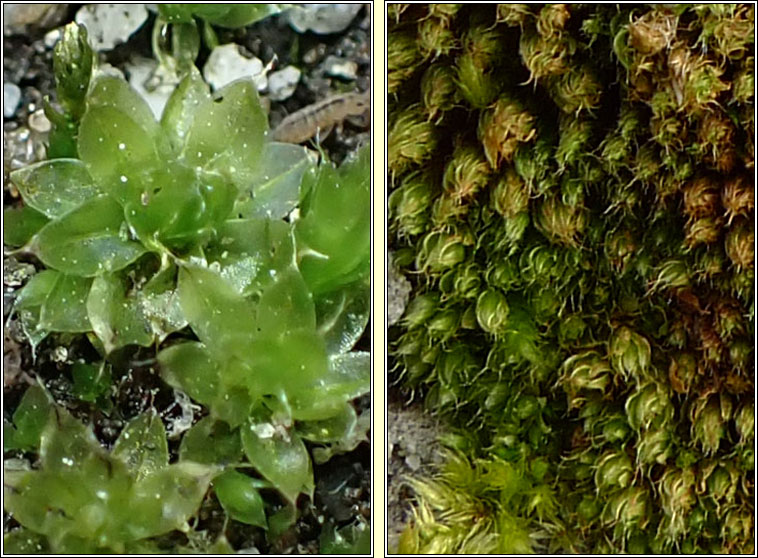 Bryum capillare, Capillary Thread-moss