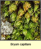 Bryum capillare, Capillary Thread-moss