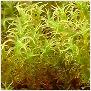 Didymodon insulanus, Cylindric Beard-moss