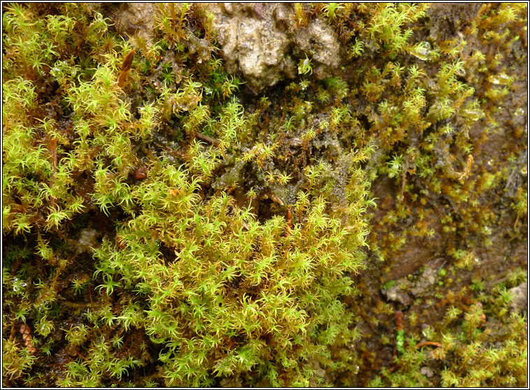 Didymodon insulanus, Cylindric Beard-moss