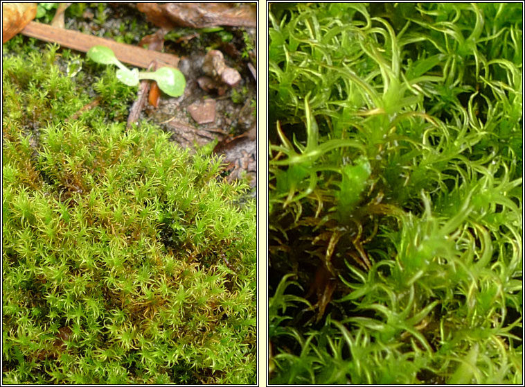 Didymodon insulanus, Cylindric Beard-moss