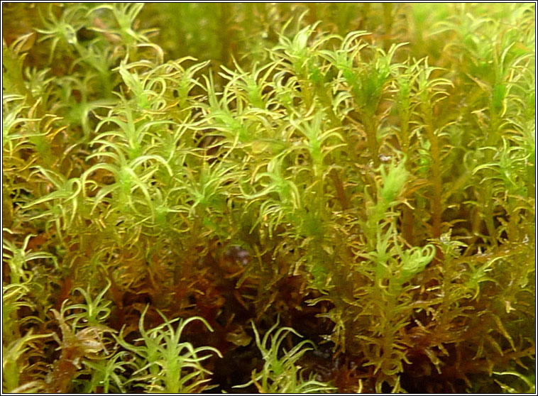 Didymodon insulanus, Cylindric Beard-moss