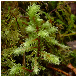 Rhytidiadelphus triquetrus, Big Shaggy-moss