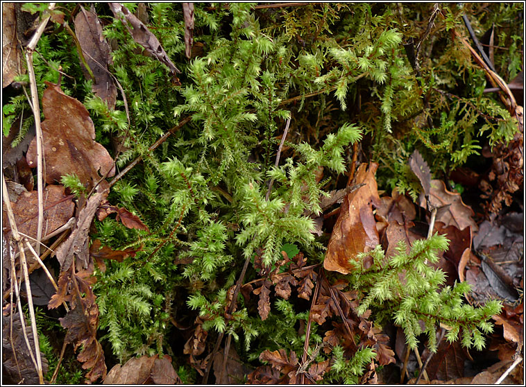 Rhytidiadelphus triquetrus, Big Shaggy-moss