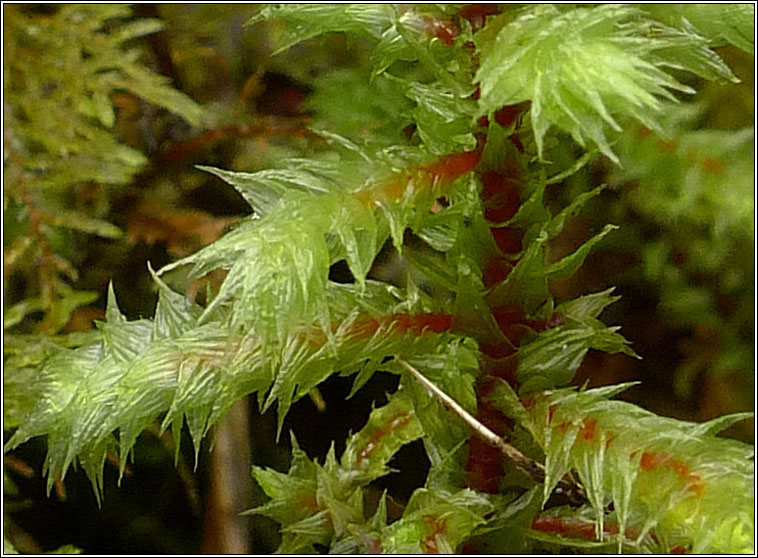 Rhytidiadelphus triquetrus, Big Shaggy-moss