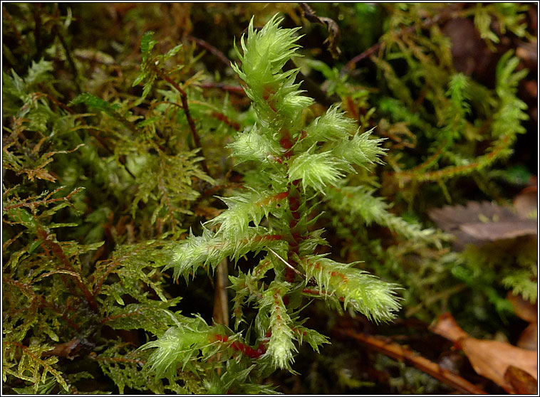 Rhytidiadelphus triquetrus, Big Shaggy-moss