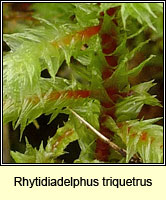 Rhytidiadelphus triquetrus, Big Shaggy-moss