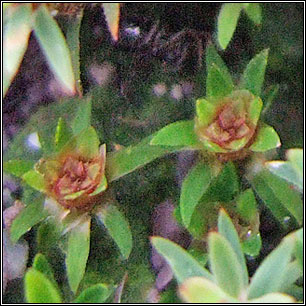 Pogonatum aloides, Aloe Haircap