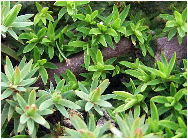 Pogonatum aloides, Aloe Haircap