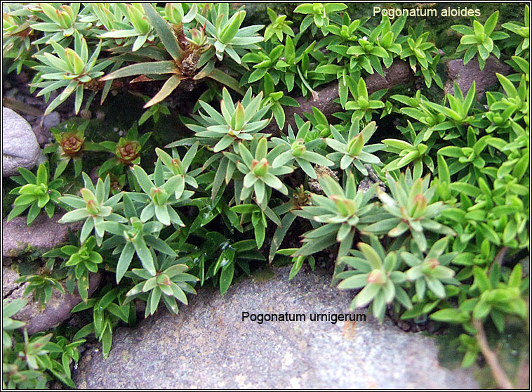 Pogonatum aloides, Aloe Haircap