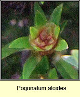 Pogonatum aloides, Aloe Haircap