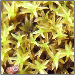 Barbula unguiculata, Bird's-claw Beard-moss