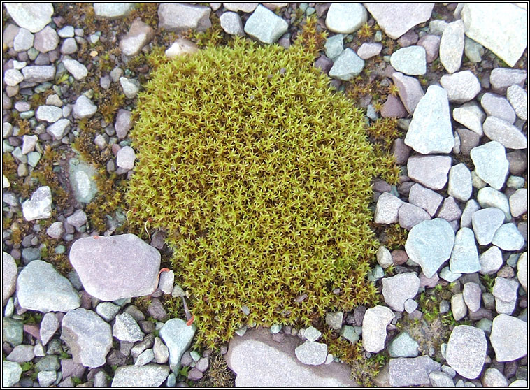 Barbula unguiculata, Bird's-claw Beard-moss